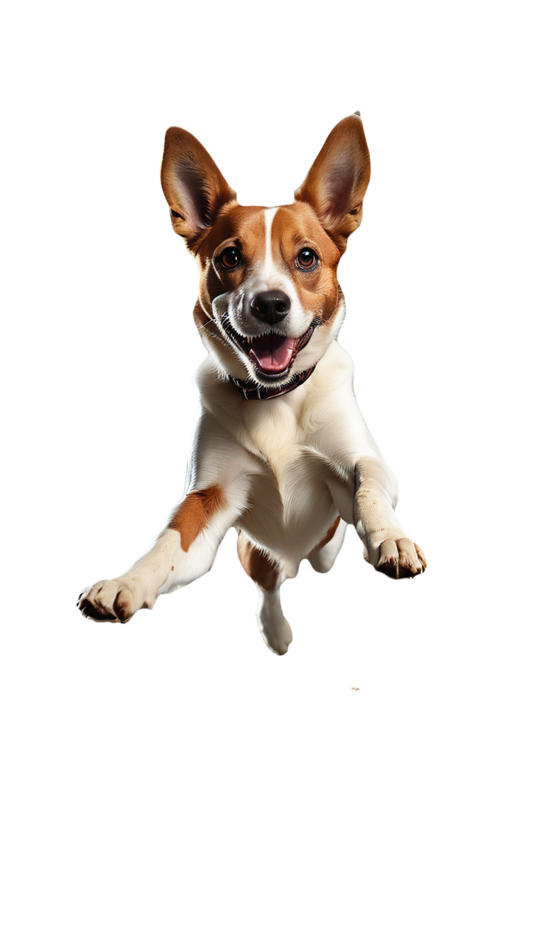 Copia de dog jumping wit-kokoro